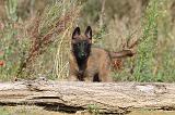 MALINOIS 263